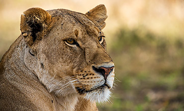 DELUXE TIER 2 - NIMALI EXPLORER TANZANIA ROAD SAFARI (8 DAYS)