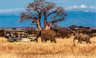 DELUXE TIER 2 - NIMALI EXPLORER TANZANIA FLYING SAFARI (8 DAYS)