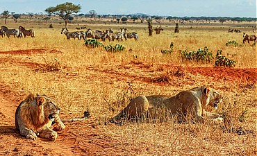 DELUXE TIER 2 - NIMALI ADVENTURE TANZANIA ROAD SAFARI (12 DAYS)