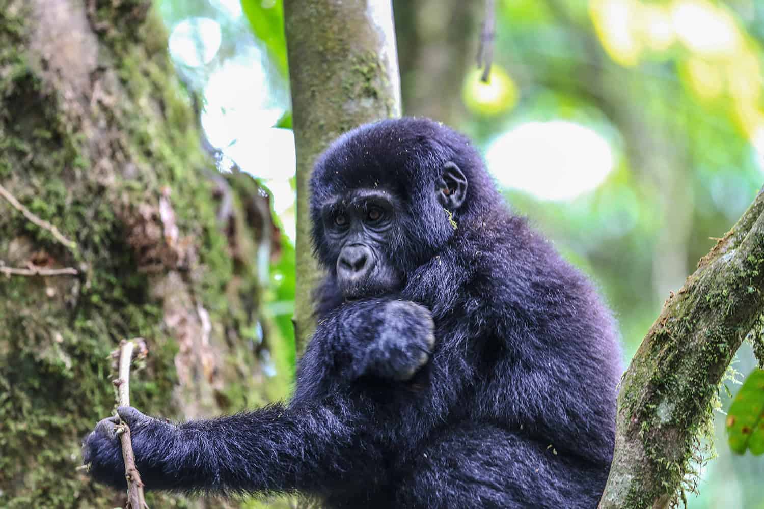 Gorilla Families In The Nkuringo Sector - Bwindi