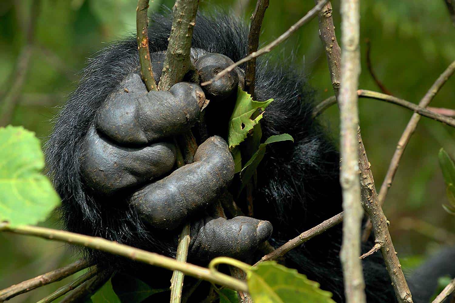 Physical Characteristics Of Uganda Mountain Gorillas