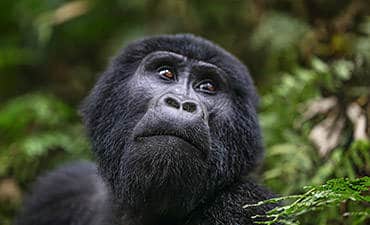 3 DAYS - BWINDI GORILLA SAFARI