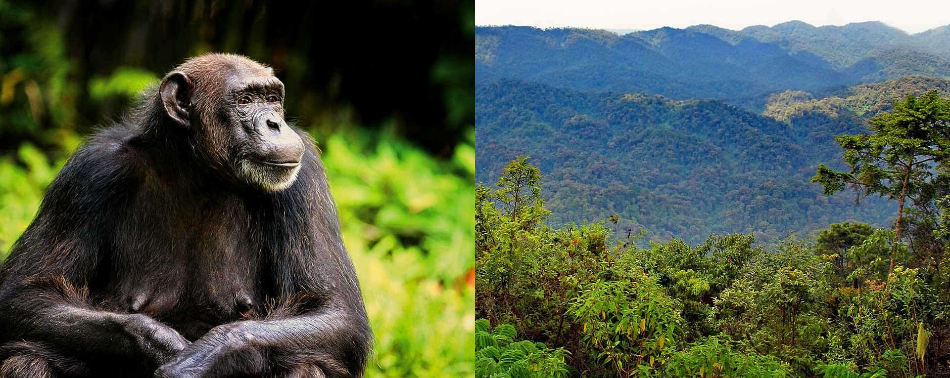 nyungwe house forest chimpanzee safari