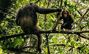 7 DAYS - RWANDA PRIMATE ULTRA-LUXURY SAFARI