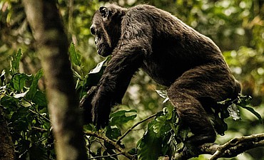 9 DAYS - RWANDA GORILLAS, LAKE & CHIMPANZEE SAFARI