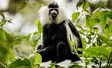 7 DAYS - RWANDA PRIMATE SAFARI