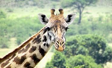 VALUE TIER 3 - HIGHLIGHTS OF KENYA & TANZANIA SAFARI - 9 DAYS