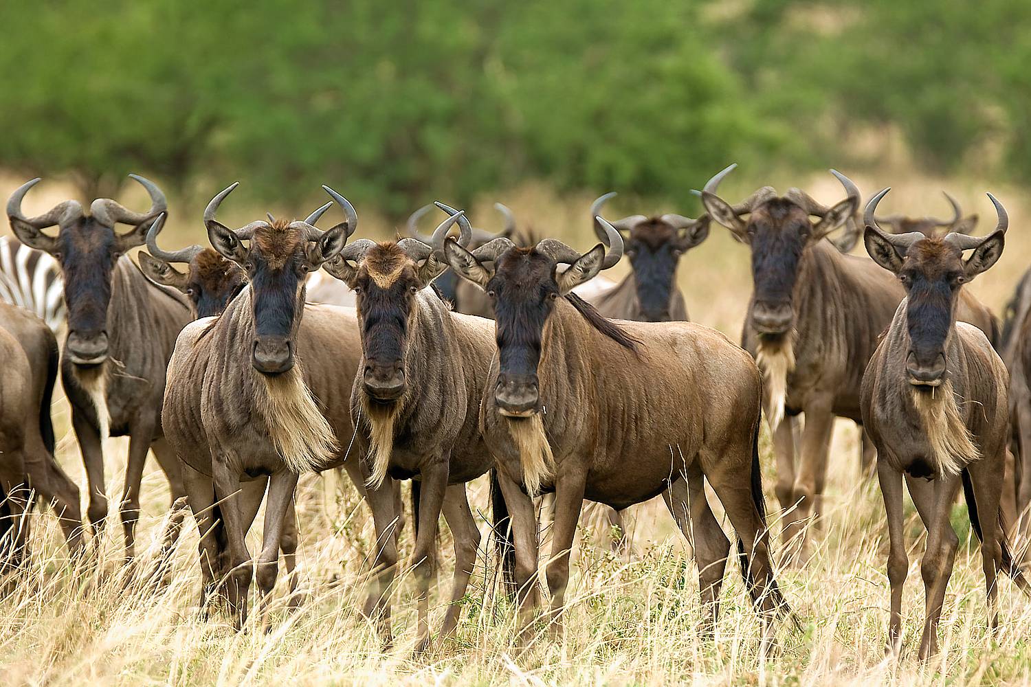 Ubuntu Migration Camp (Asilia Africa), Serengeti Tanzania - AfricanMecca  Safaris & Tours