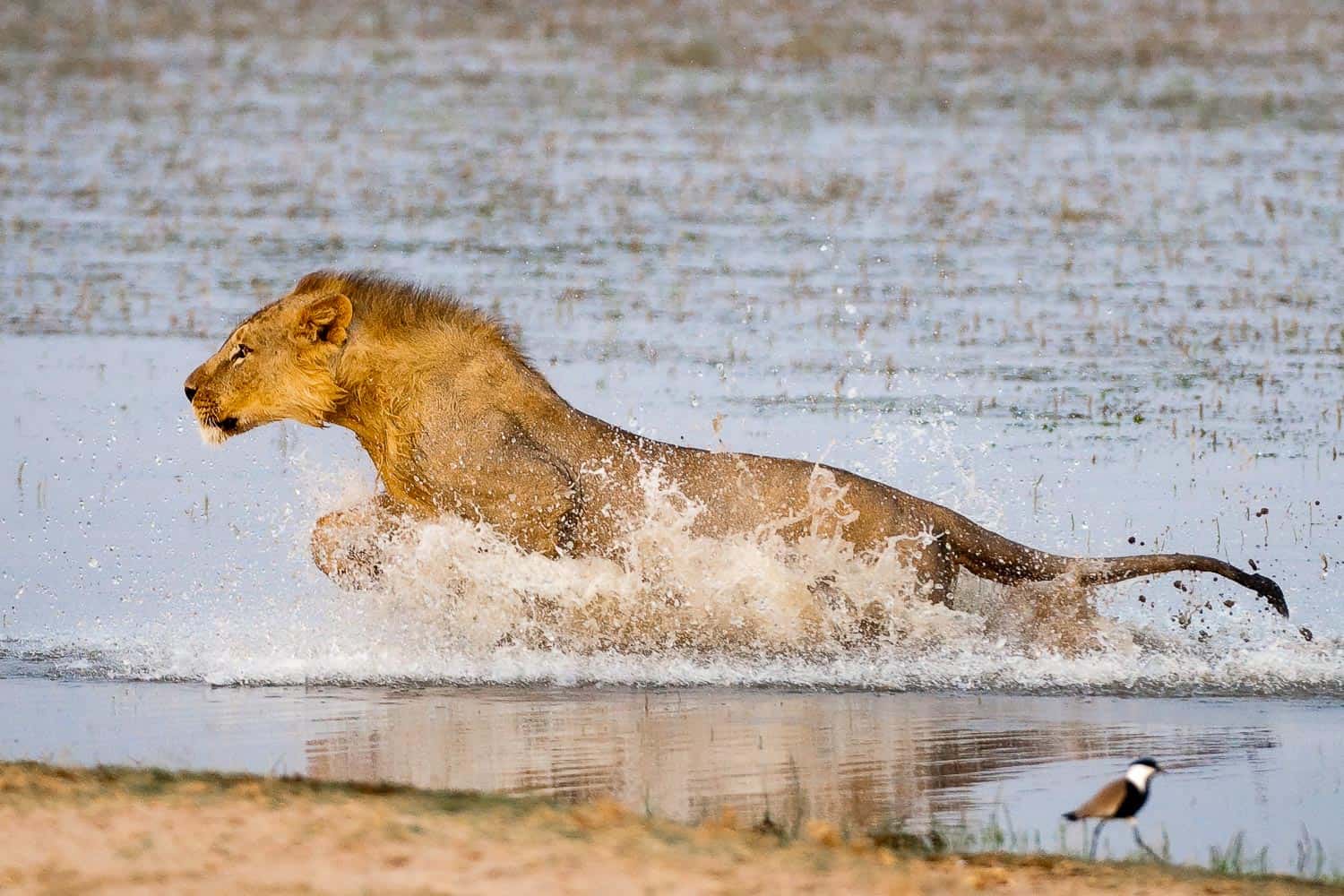Chyulu Hills lioness