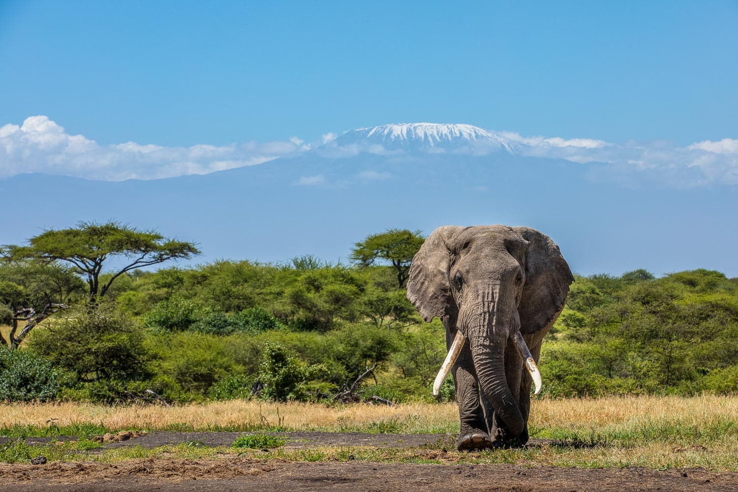 Chyulu Hills Elephant Kilimanjaro
