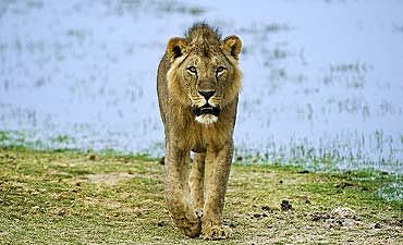 SAFARI & TOUR IN CHYULU HILLS