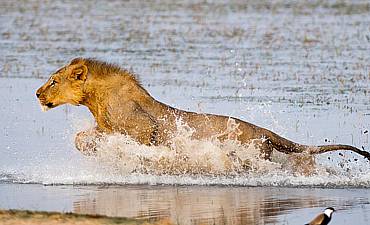 CHYULU SAFARI PRICES