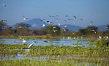 SAFARI & TOUR IN LAKE NAIVASHA