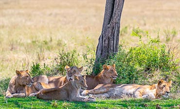 DELUXE TIER 2 - WELLWORTH ADVENTURE TANZANIA SAFARI (12 DAYS)