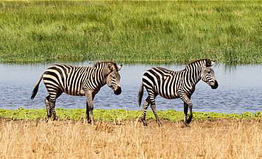 10 DAYS - FLYING NORTHERN TANZANIA & MOBILE MIGRATION SAFARI