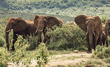 DELUXE TIER 2 - BUSH & BEYOND NORTHERN KENYA & MASAI MARA SAFARI (11 DAYS)