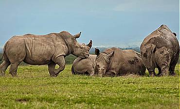DELUXE TIER 2 - ASILIA NABOISHO HIGHLIGHTS OF KENYA SAFARI (10 DAYS)