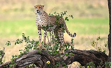 SPECIAL OFFERS & DISCOUNTED DEALS - TANZANIA SAFARIS (7 TO 15 DAYS)
