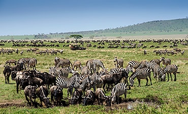 KENYA & TANZANIA WILDEBEEST MIGRATION ULTRA-LUXURY SAFARI - 10 DAYS