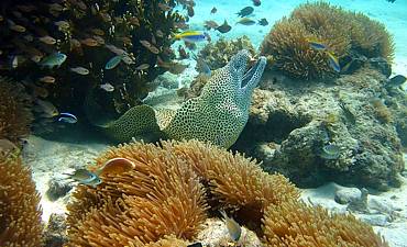 SNORKELING IN KENYA