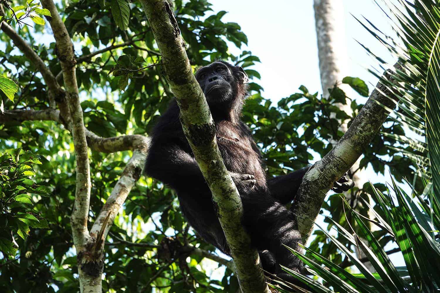 Kibale Forest Chimpanzee Safari