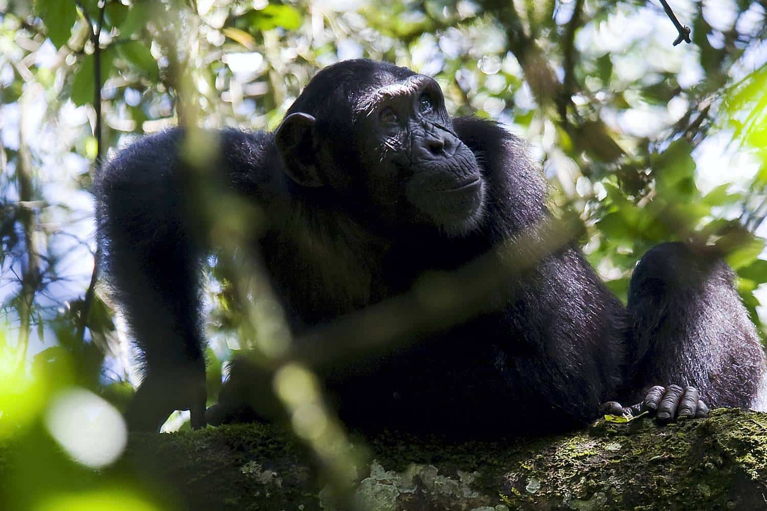 Chimpanzee Trekking Safaris In Kibale Forest