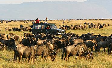 GUIDE ON MASAI MARA