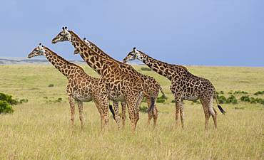 ASILIA KENYA SAFARIS (8 TO 10 DAYS)