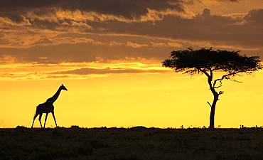 BEST TIME TO VISIT MASAI MARA 