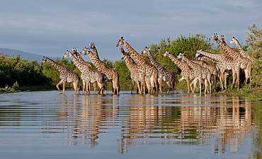 PREMIER TIER 1 - BEST OF SOUTHERN TANZANIA SAFARI FROM DAR ES SALAAM OR ZANZIBAR