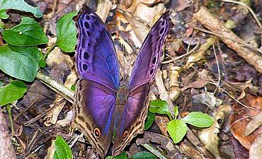 rondoretreatsmall5 GUIDE ON KAKAMEGA FOREST RESERVE