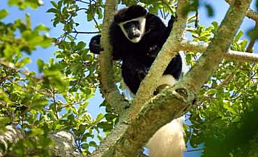 SAFARI & TOUR IN RUBONDO