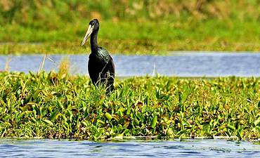 RUBONDO ISLAND NATIONAL PARK