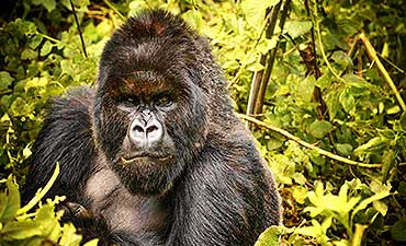 4 DAYS - BEST OF GORILLA VOLCANOES SAFARI