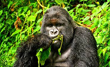 RWANDA GORILLA SAFARIS & PRIMATES TREKS