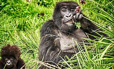 GORILLA FAMILY GROUPS IN VOLCANOES 