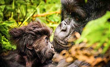 8 DAYS - BEST OF RWANDA SAFARI