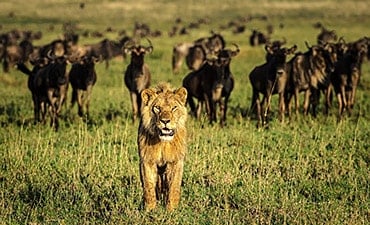 KARIBU TANZANIA SAFARIS (8 DAYS)