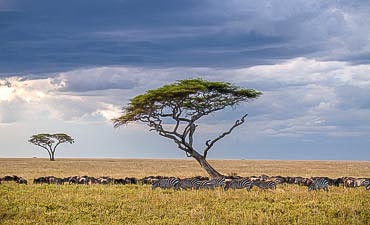 KARIBU TANZANIA SAFARIS (8 DAYS)