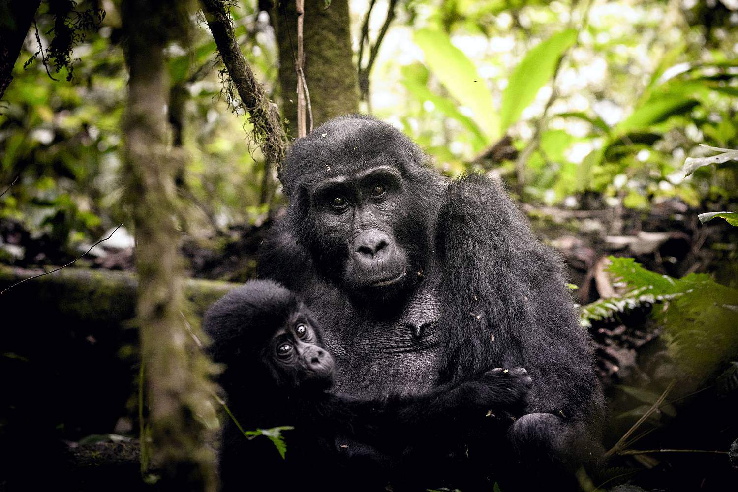 Behavioral Characteristics Of Mountain Gorillas In Uganda