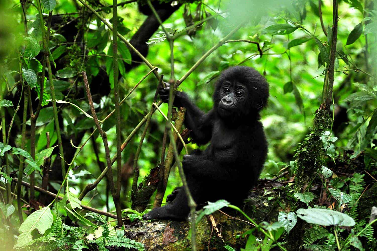 Important Guidelines For Tracking Down Gorillas In Uganda