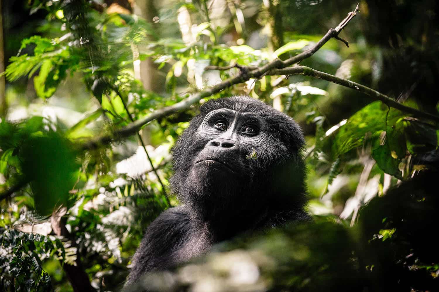 Sanctuary Gorilla Forest Camp Safari Bwindi Tour