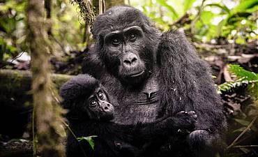 GORILLA FAMILY GROUPS IN BWINDI 