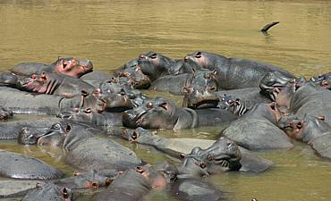 PREMIER TIER 1 - BEST OF SARUNI MARA & SAMBURU KENYA SAFARI (8 DAYS)