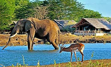 2 TO 5 DAYS - TSAVO & AMBOSELI SAFARIS FROM MOMBASA