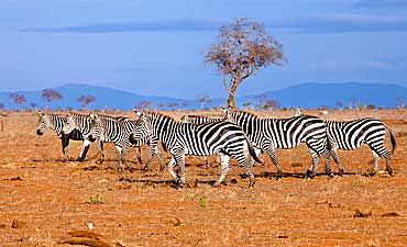 BEST TIME TO VISIT TSAVO EAST 