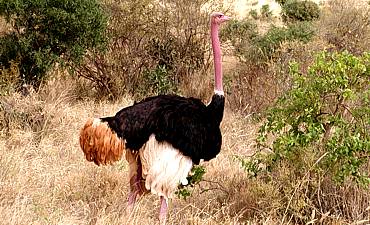 3 DAYS - TSAVO EAST PRIVATE EXPLORER SAFARI FROM MOMBASA