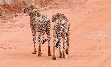 3 DAYS - TSAVO EAST EXPLORER SAFARI FROM MOMBASA