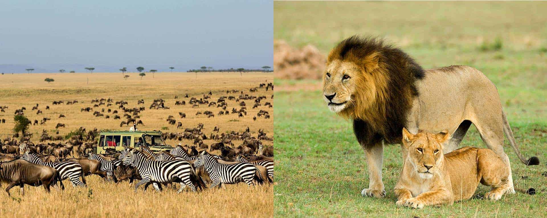 Serengeti North safari-specialist