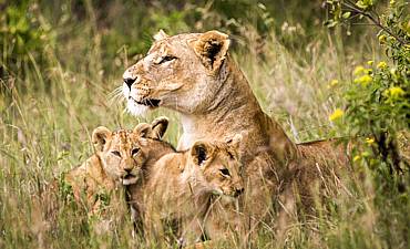 BEST OF KENYA & TANZANIA ULTRA-LUXURY SAFARI - 15 DAYS